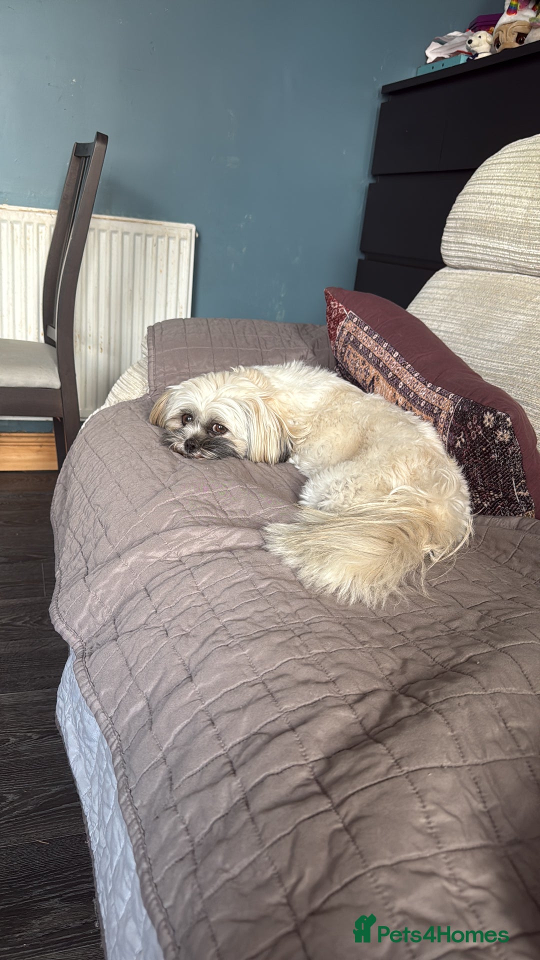 Shih Tzu dogs for sale: Shih tzu - Advert 7