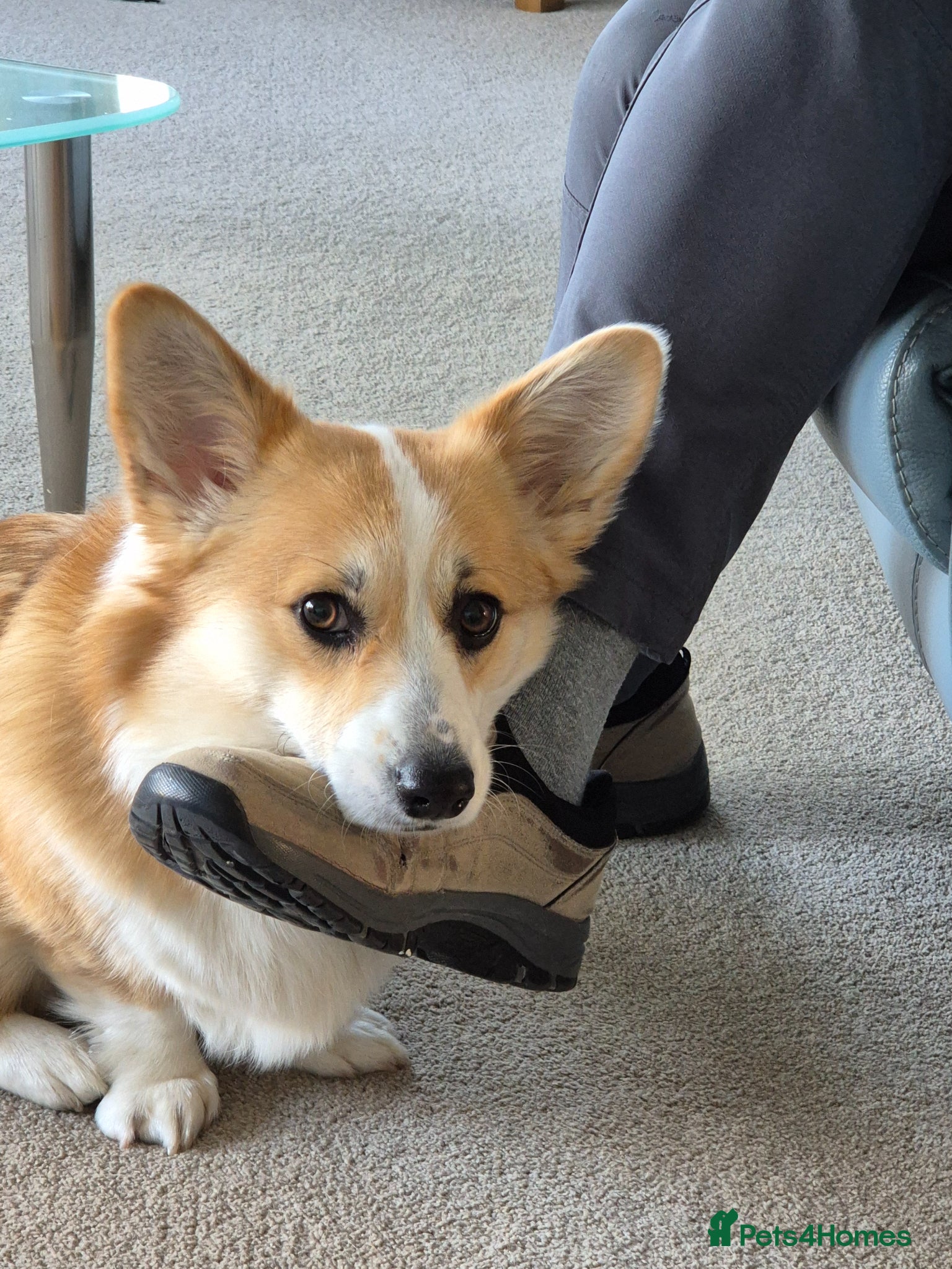 Welsh Corgi Pembroke dogs Adorable Pembroke corgi pups, KC registered - Advert 6