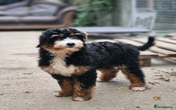 Bernedoodle dogs for sale: Curtabemdoodles Bernedoodles  - Image 36