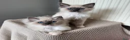 Ragdoll cats for sale: Purebred champion blood line ragdolls - Advert 4