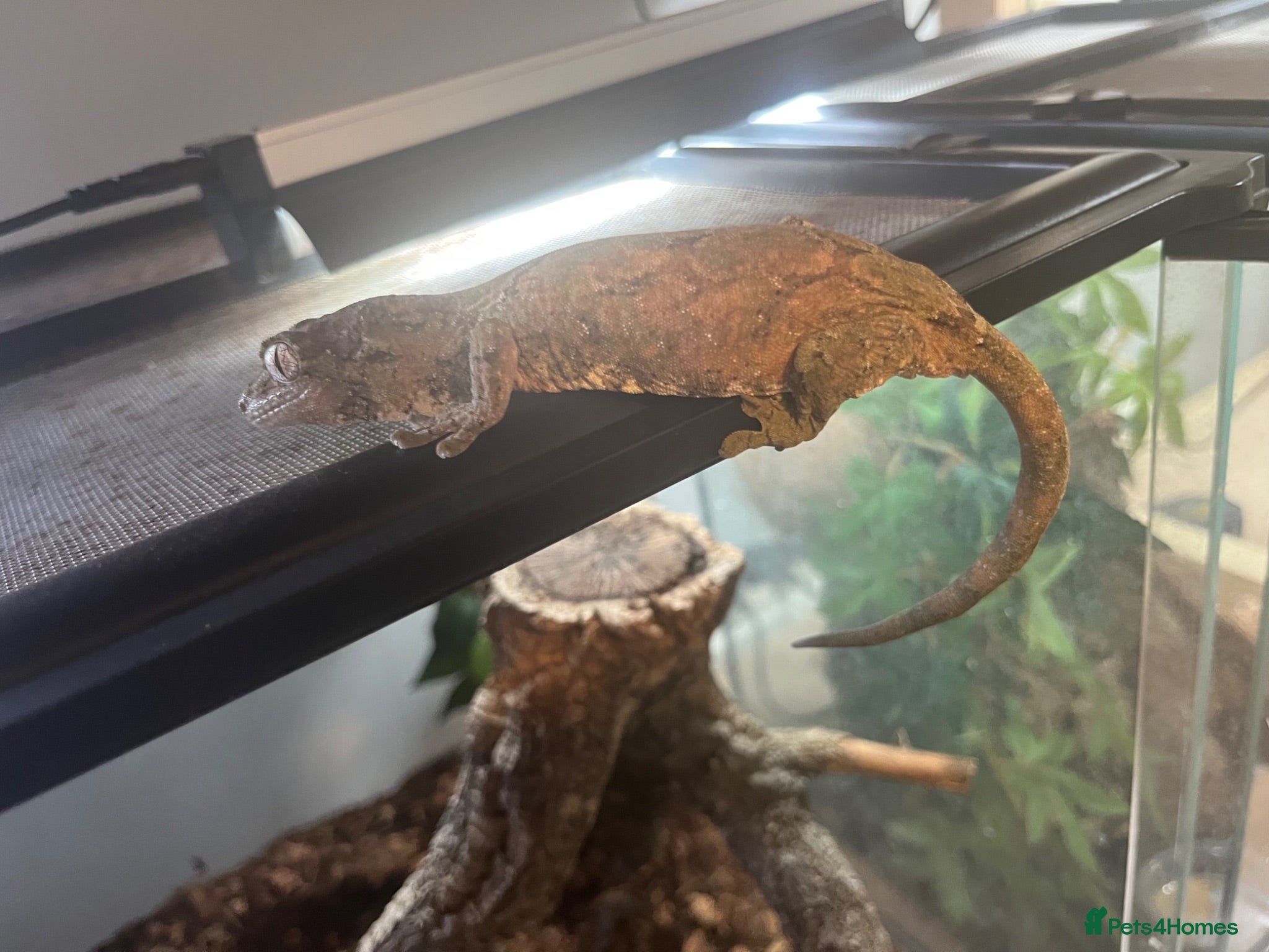 Gecko reptiles 2x chahoua mossy geckos  - Advert 1