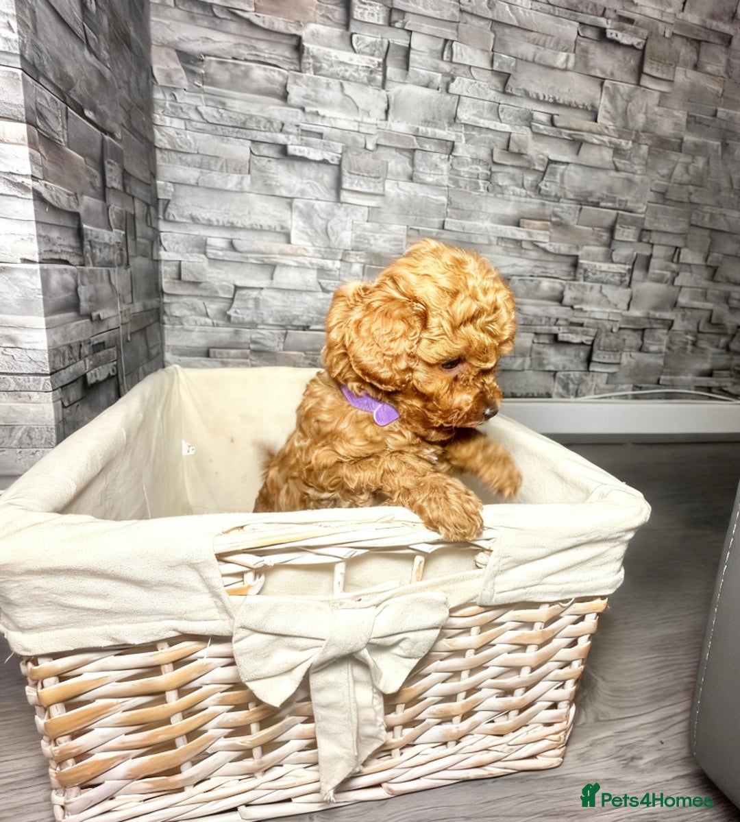 Cockapoo dogs for sale: 🐾 reduced £1200  FLUFFY COCKAPOO PUPPIES  - Advert 14