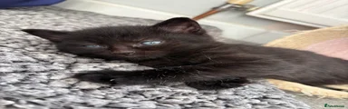 Mixed Breed Kitten 2