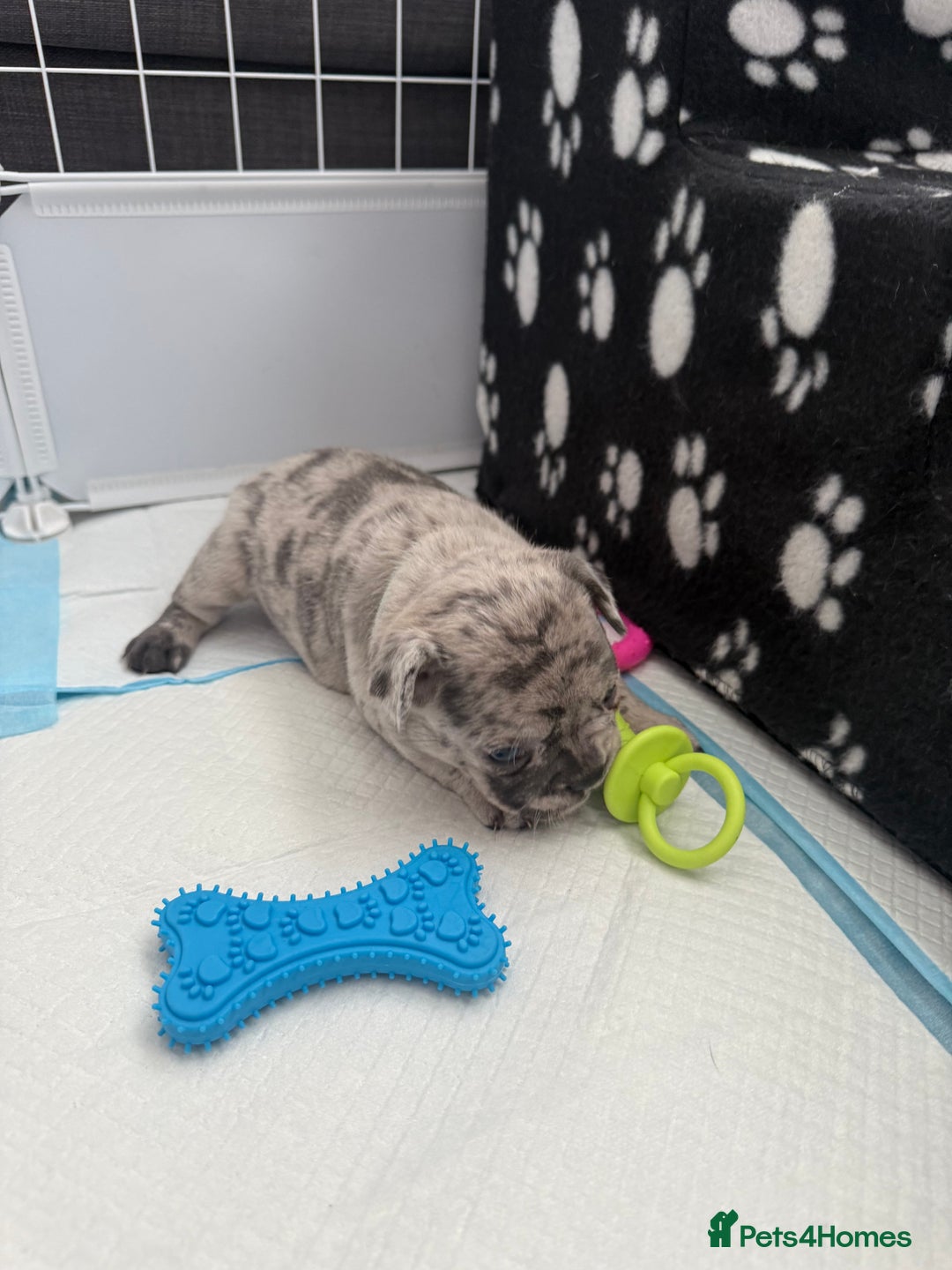 French Bulldog dogs for sale: French bulldog puppies looking for loving homes  - Image 14