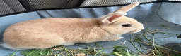 Netherland Dwarf rabbits for sale: Netherlands dwaf rabbit  in Ferryhill - Advert 2