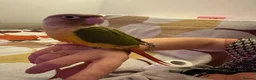 Conures birds for sale: 2 Tamed baby conures for sale  - Advert 3