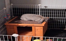 Dwarf Lop rabbits for sale: 2 rabbits one male and female - Advert 5