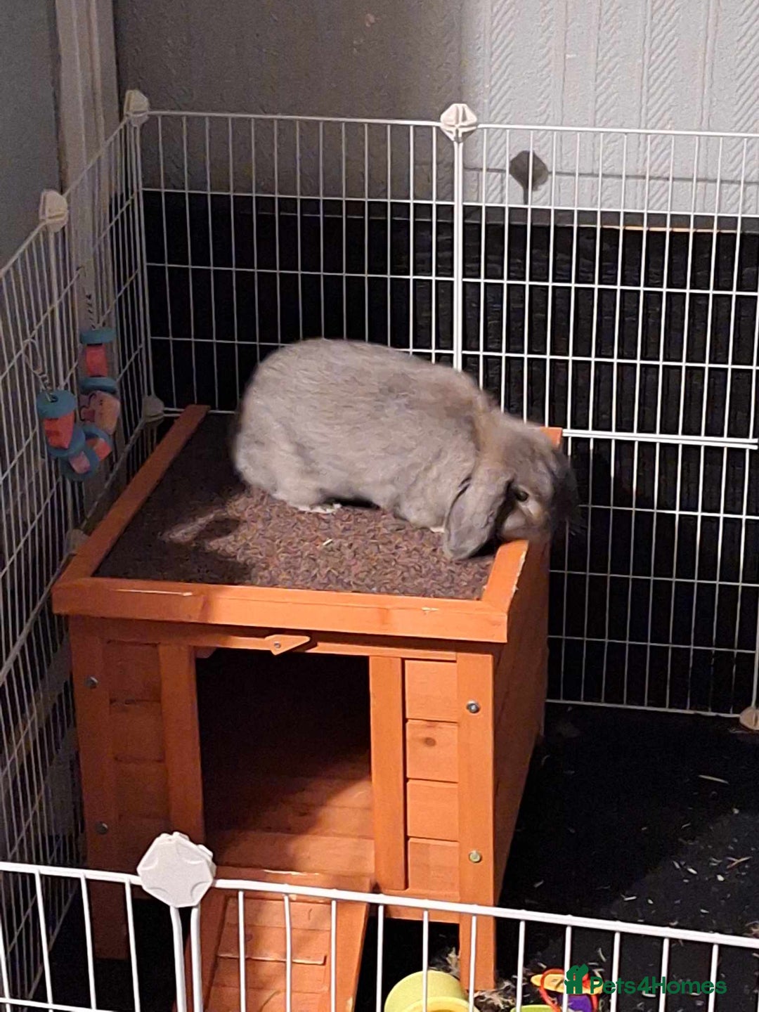 Dwarf Lop rabbits for sale: 2 rabbits one male and female - Advert 5