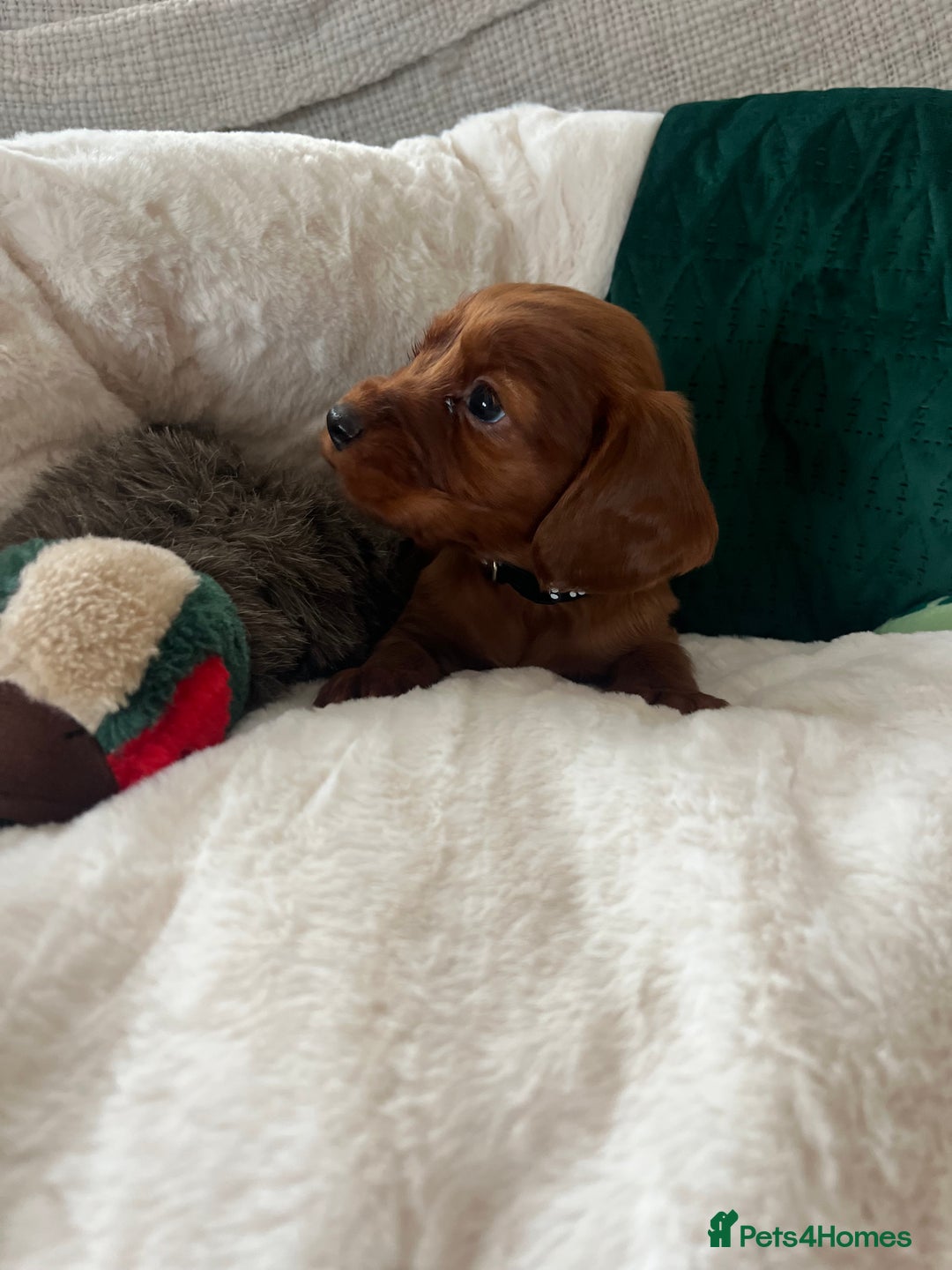 Cocker Spaniel dogs for sale: fox red cocker spaniels health tested  - Advert 25