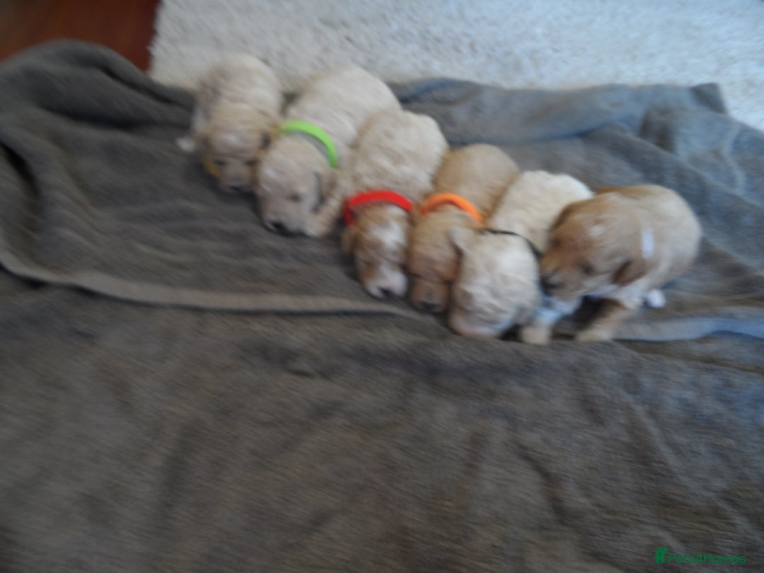 Cavapoo dogs for sale: stunning F1B cavapoo puppies health tested - Advert 11