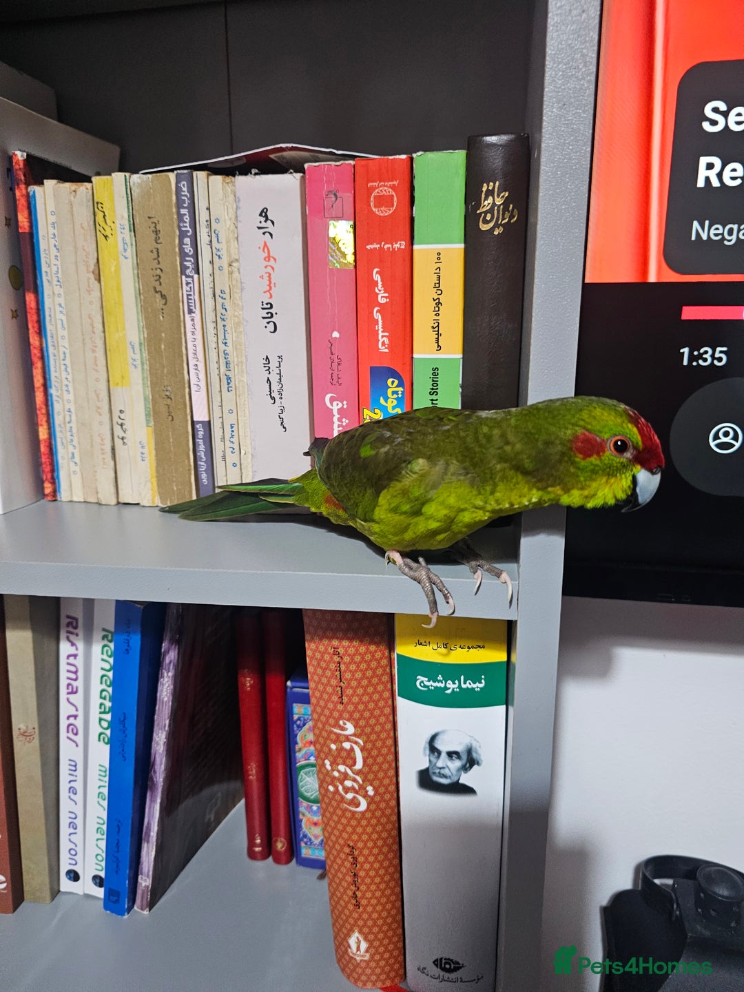 Parakeets birds for sale: Kakariki+Cage+toys+foods+bath+multivitamins+sprays - Image 2