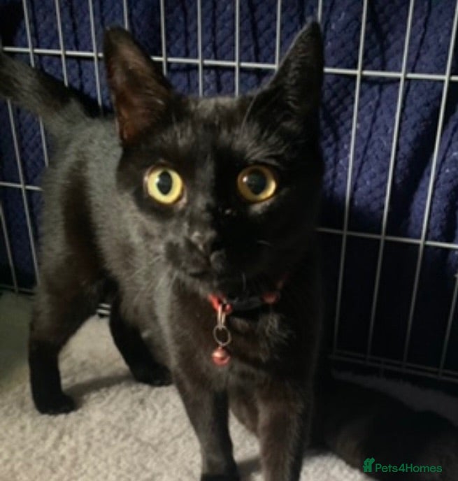 Mixed Breed cats Male kitten - Last of litter - Advert 2