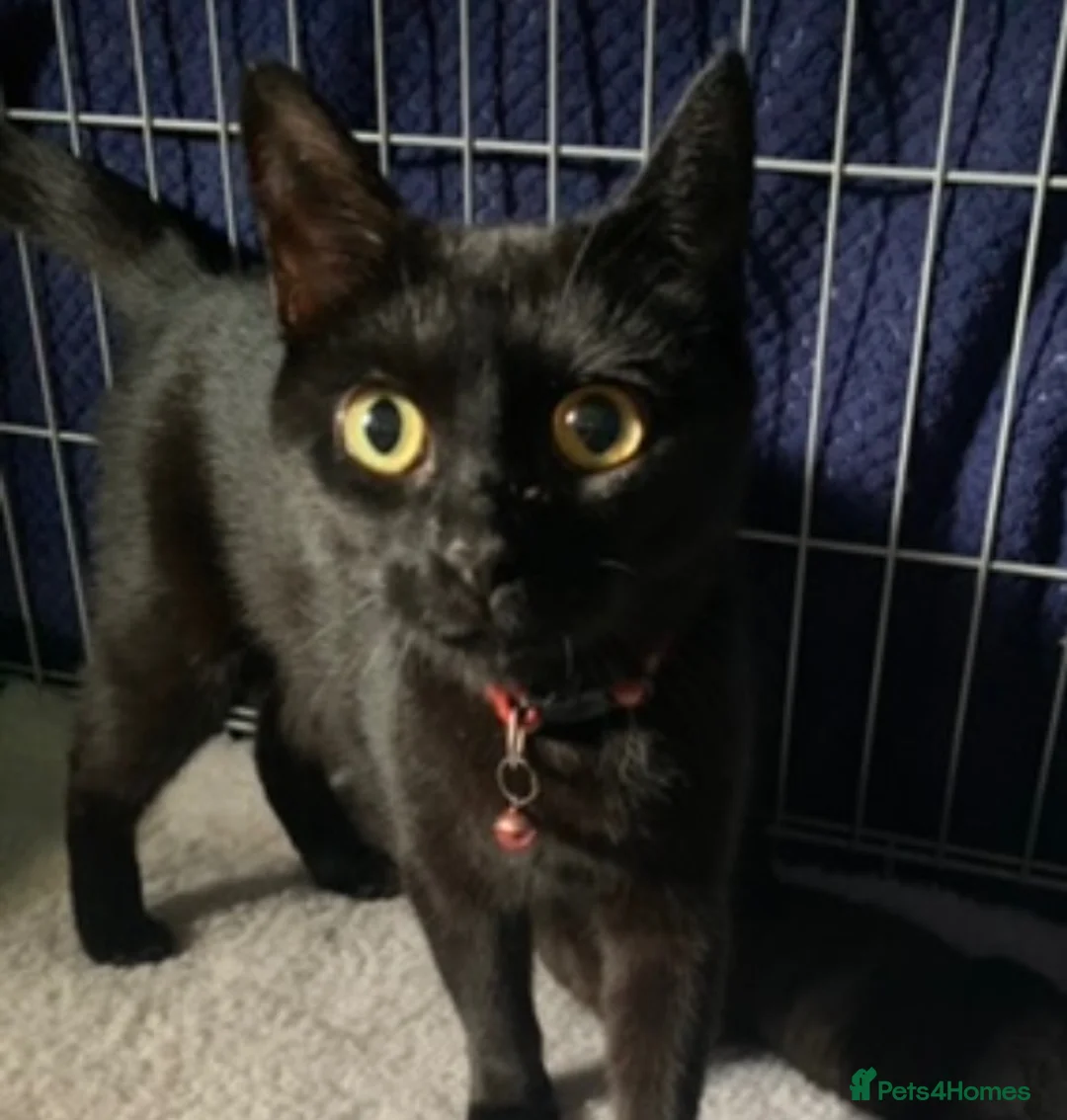 Mixed Breed cats for sale: Male kitten - Last of litter - Advert 1