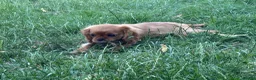 Cavalier King Charles Spaniel dogs for sale: 2 Cavalier Ruby Males - Advert 3
