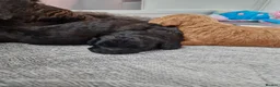 Labradoodle dogs for sale: Adorable Miniture F1B Labradoodle puppies - Advert 16