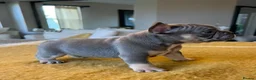 French Bulldog dogs for sale: Friendly French Bulldog Puppies in Birmingham - Advert 3