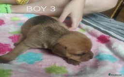 Mixed Breed dogs for sale: Lab x staff pups  - Image 15