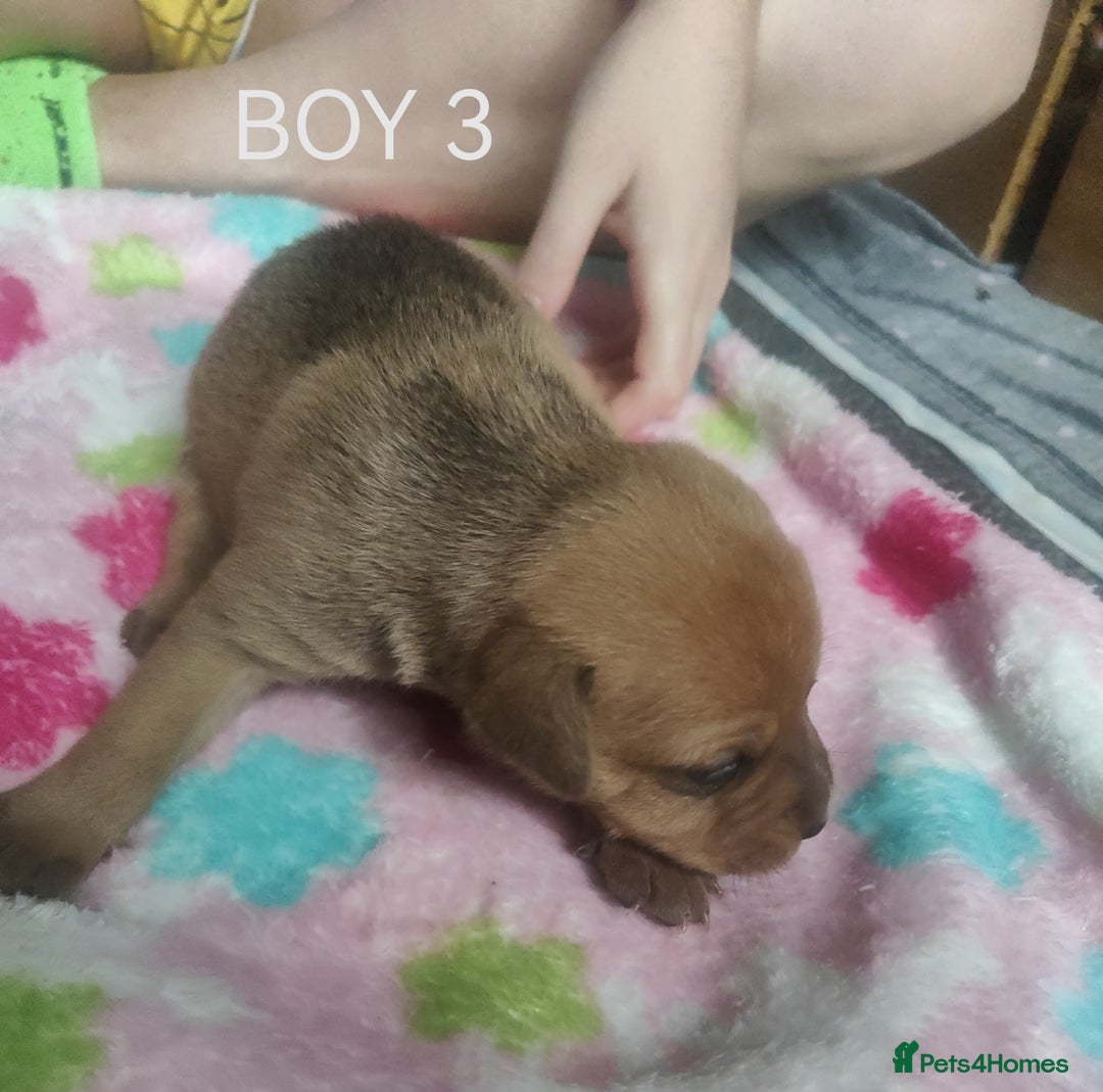 Mixed Breed dogs for sale: Lab x staff pups  - Image 15