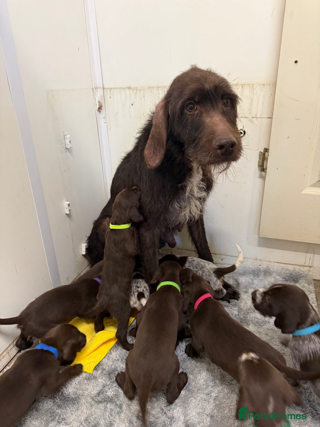 German Wirehaired Pointer dogs for sale: 11 German Wirehaired Pointer Puppys - Advert 18