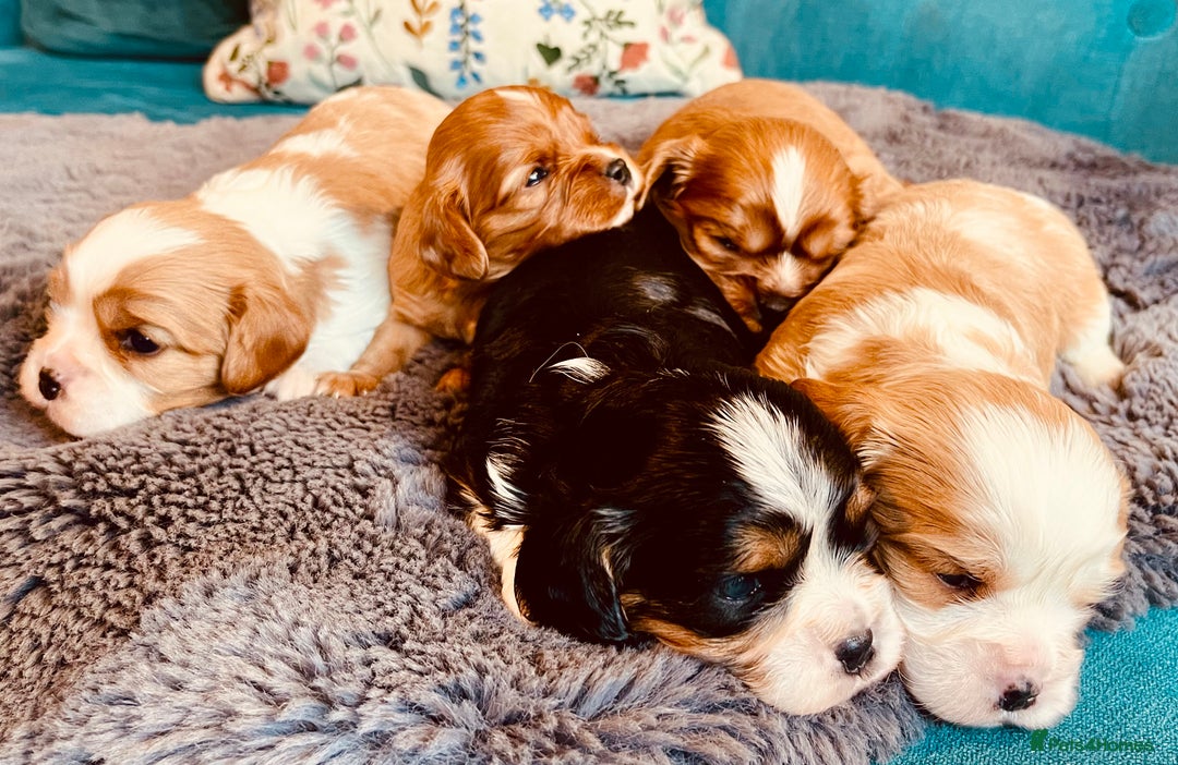 Cavalier King Charles Spaniel dogs for sale: Stunning KC Cavalier King Charles Spaniel Puppies. - Image 2