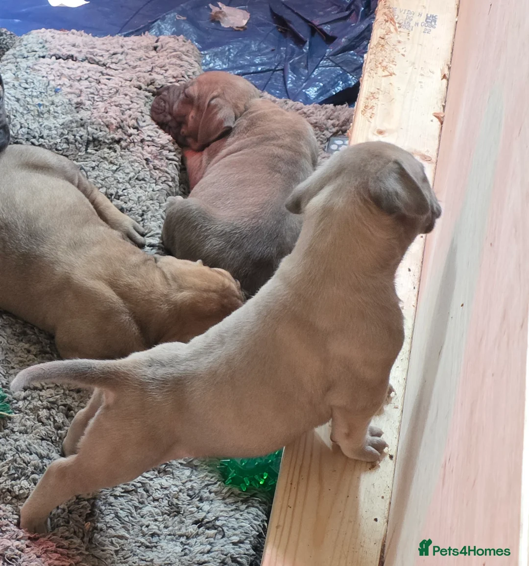 Boerboel dogs for sale: SABBS REGISTERED PARENTS  - Advert 4