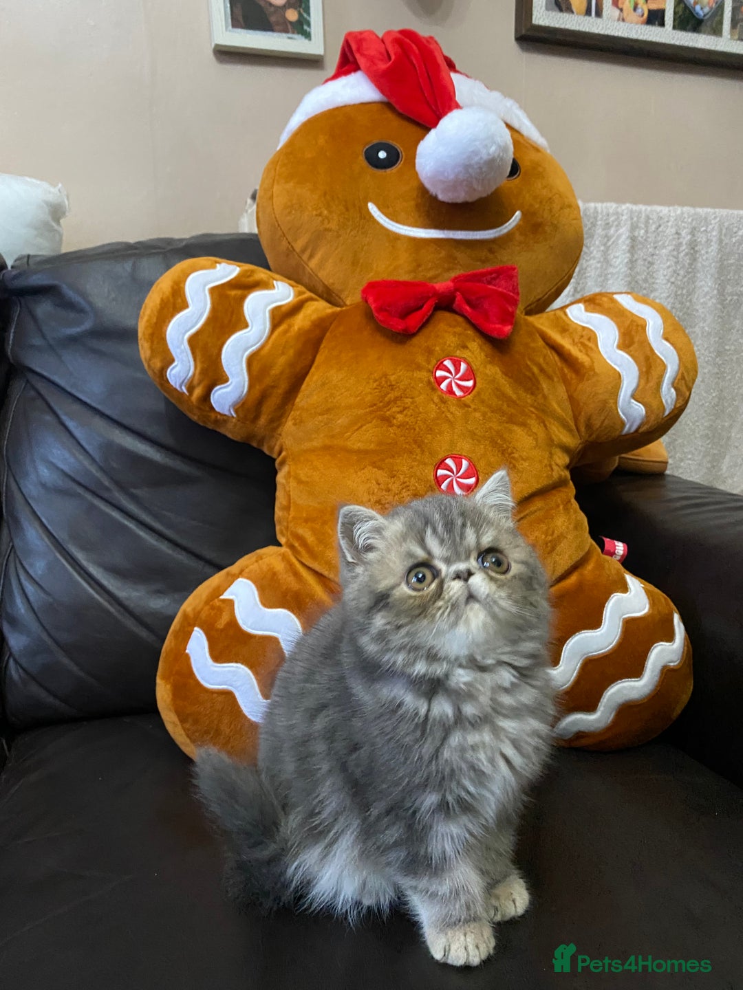 Exotic cats for sale: 1 BABY BOY Exceptional Persian Exotic litter - Advert 10