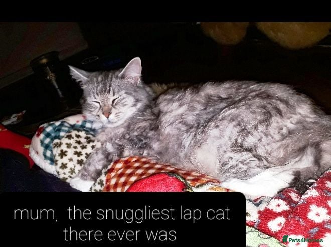 Ragcoon cats Maincoon × Ragdoll (Ragcoon)  chunky boys  - Advert 1
