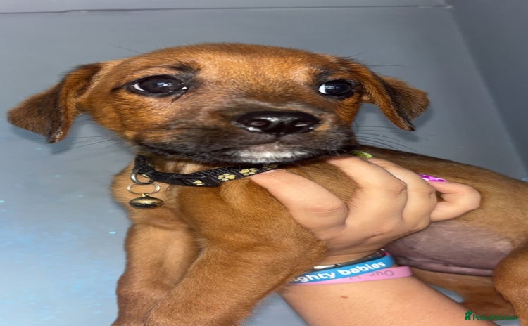 Mixed Breed dogs - Advert 4