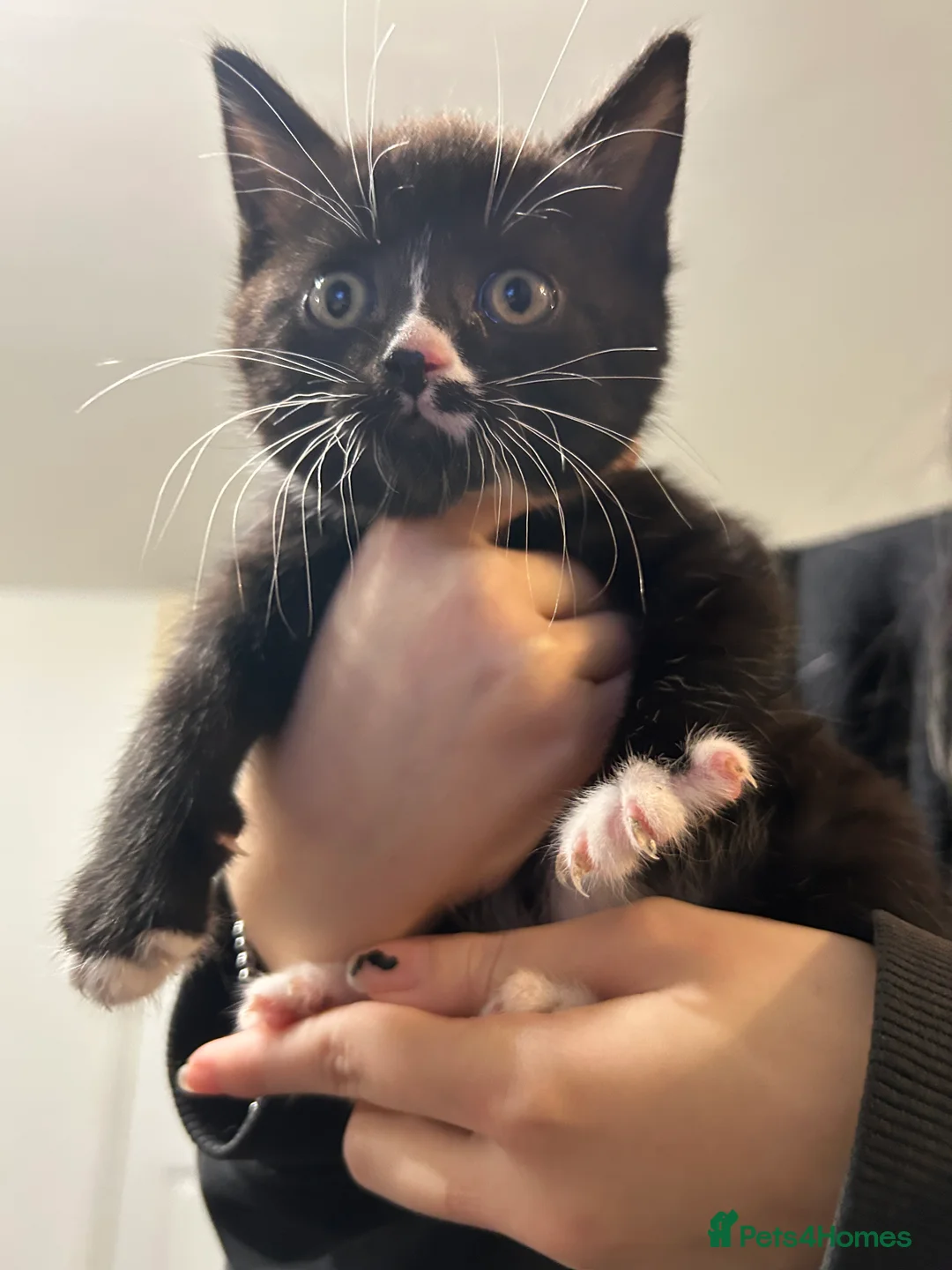 Mixed Breed cats for sale: British shorthair cross  - Advert 4