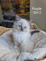 Ragdoll cats - Advert 1