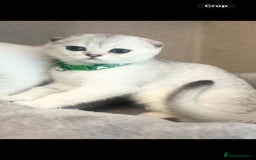 Scottish Fold cats for sale: Scottish Fold Kittens with TICA Registration - Image 5