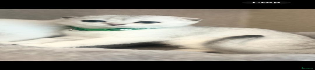 Scottish Fold Kitten 1