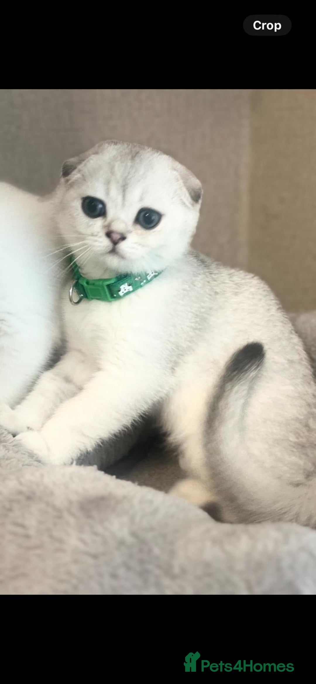 Scottish Fold cats for sale: Scottish Fold Kittens with TICA Registration - Image 5