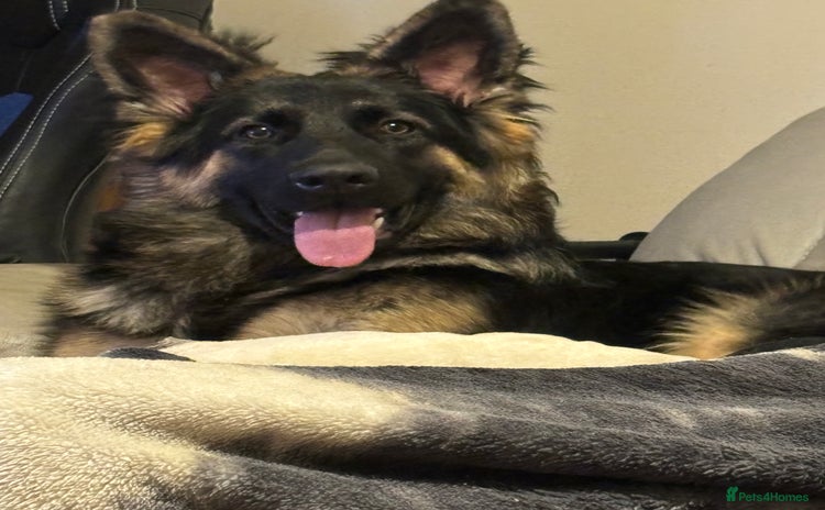 German Shepherd dogs - Advert 1