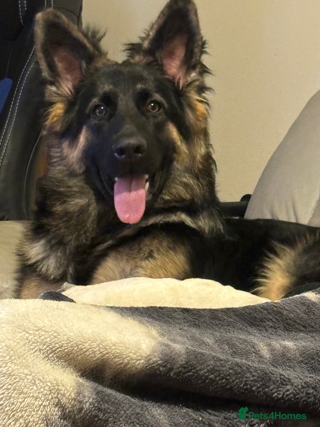 German Shepherd dogs for sale: Beautiful black/tan German shepherd pups for sale  - Image 1