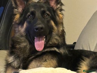 German Shepherd dogs - Advert 2