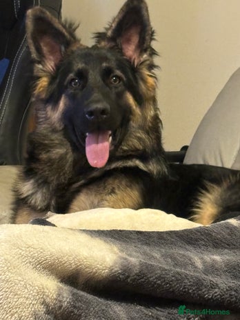 German Shepherd dogs - Advert 1