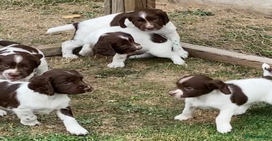 English Springer Spaniel dogs - Advert 10