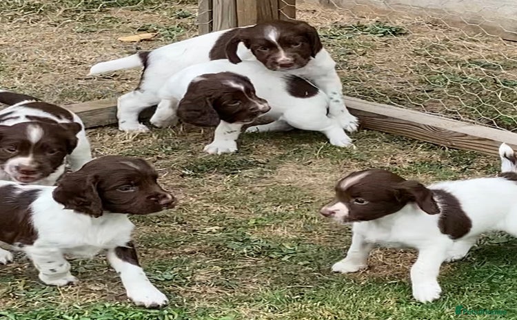 English Springer Spaniel dogs - Advert 4