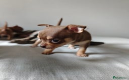 Chihuahua dogs for sale: Micro Chihuahua Puppies - Exceptional Lines - Image 12
