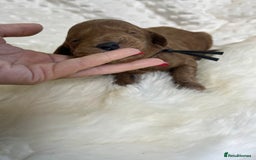 Goldendoodle dogs for sale: multigenerational Australian Golden doubledoodles - Image 6