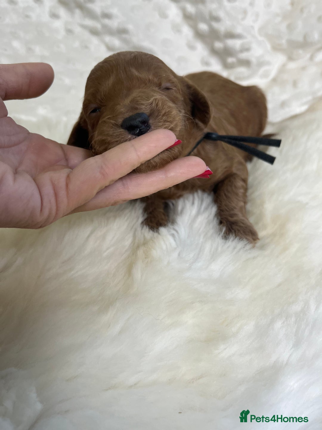 Goldendoodle dogs for sale: multigenerational Australian Golden doubledoodles - Image 6
