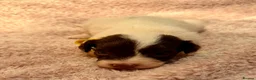 Sproodle dogs for sale: Sproodle puppies from experienced, licensed breedr - Advert 14
