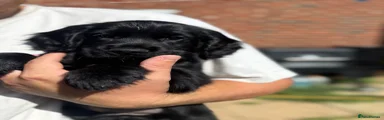 Puppy 8