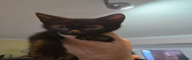 Sphynx 1