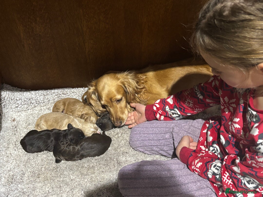 Cocker Spaniel dogs for sale: 🐾 Beautiful Cocker Spaniel Puppies Available 🐾 - Advert 8
