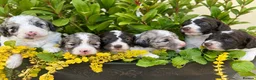Cockapoo dogs for sale: Stunning Rare Coloured Cockapoos - Advert 1