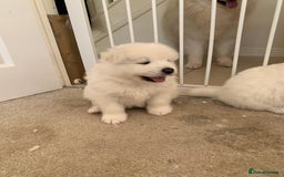 Samoyed dogs for sale: Samoyed puppies  - Image 10