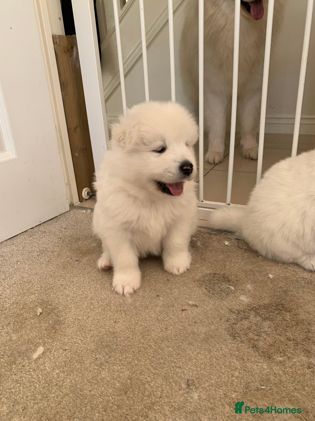 Samoyed dogs for sale: Samoyed puppies  - Image 10
