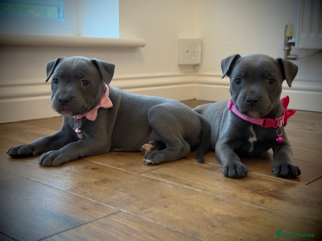 Staffordshire Bull Terrier dogs for sale: Ready for Their Forever Homes Now - Image 29